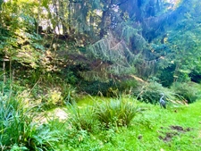 Magnifique Moulin rénové en totalité (DPE D) avec gîte indépendant sur terrain de 3,5HA arboré sans vis à vis BOUGUE (40)