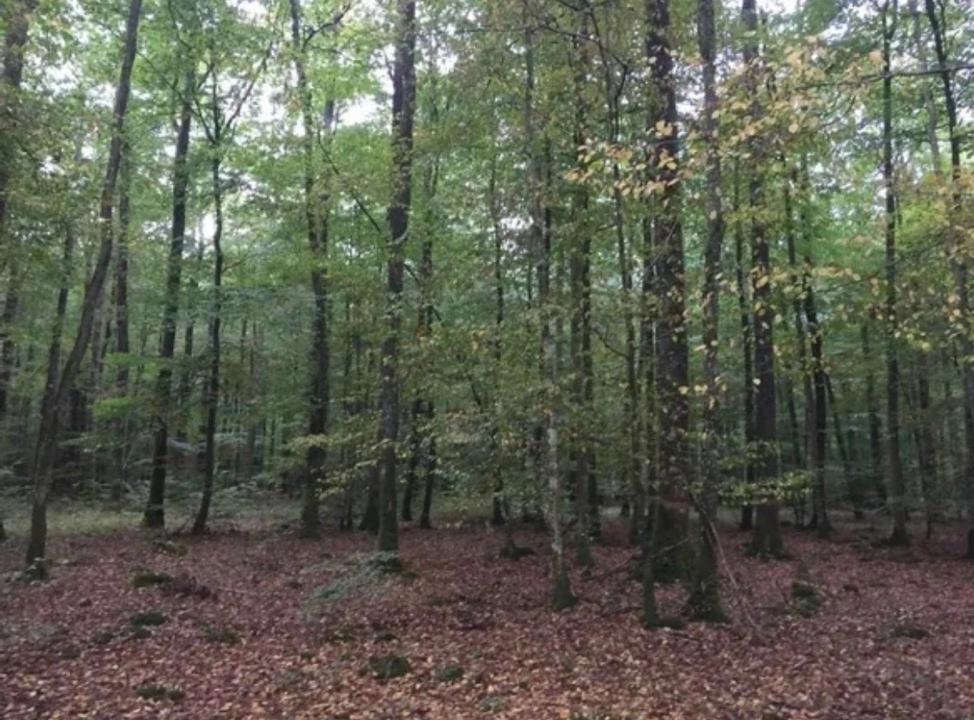 Parcelles de bois, 81294 m2 · à Auneau-Bleury-Saint-Symphorien · 45 000 €