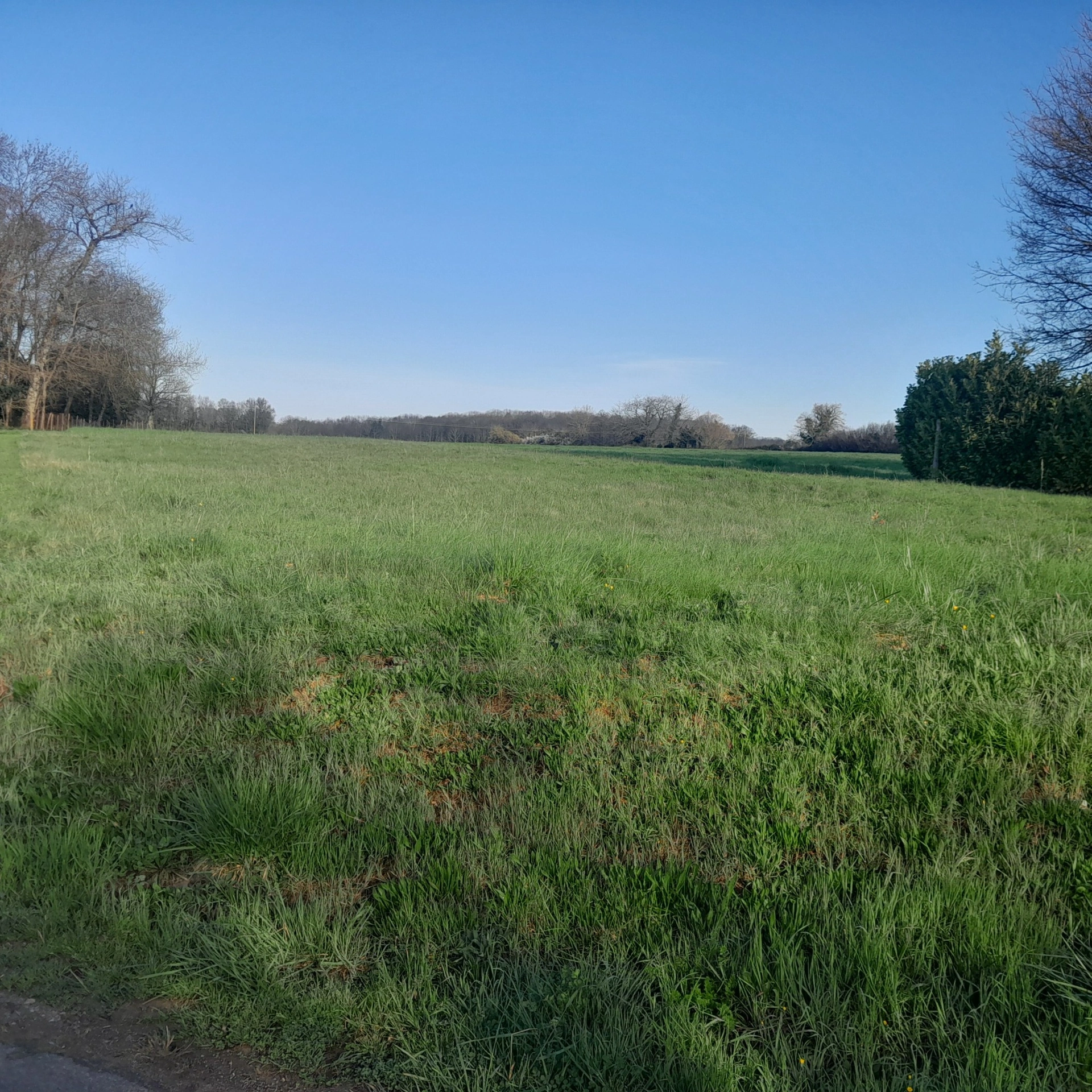Terrain plat 1980 m² à la campagne – cadre calme – mandat exclusif - SAINT SORNIN (16) · 36 000 €
