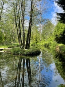 Terrain de loisirs, arboré, avec étang, poissonneux, au coeur de la campagne charentaise, sur la commune de TORSAC 