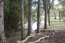 SAINT JEAN POUTGE 32, à vendre propriété de charme 8 pièces , dépendances et terrain arboré avec point d'eau.