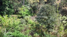 Vente Terrain Collobrières (83610) – Parcelle Forestière de 4,1 Hectares avec Rivière