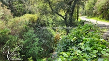 Vente Terrain Collobrières (83610) – Parcelle Forestière de 4,1 Hectares avec Rivière