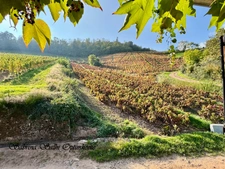 Maison de caractère avec vue imprenable 156 m² – Terrain 2 500 m² – Chénas (69840)