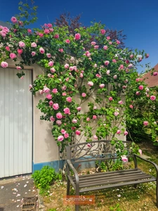 MAISON BOURGEOISE 203 m² 6 CH GARAGES JARDIN EXPO EST-OUEST