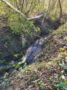 Etang à vendre de 5,6ha secteur BOLOGNE (52)