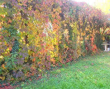 Vente en viager occupé - Appartement 2 pièces dans une maison CALUIRE ET CUIRE (69)