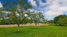 fermette, au calme, plus de deux hectares de terrain avec dépendances