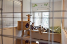 Maison rénovée de 4 chambres avec chatterie professionnelle