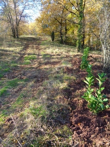 Terrain à vendre  ALBI (81)