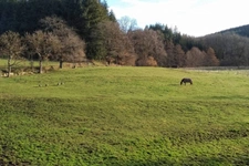 Propriété équestre d'environ 14 hectares à Arconsat 63