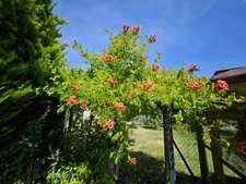A PINON ! A PROXIMITE DE TOUT !