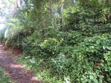 Terrain à vendre de 2 418,00 m² RIVIERE SALEE (972)