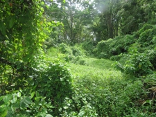 Terrain à vendre de 2 418,00 m² RIVIERE SALEE (972)