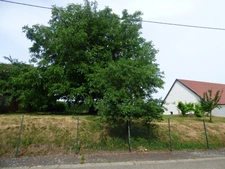 Terrain à vendre  LUPSTEIN (67)