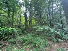 Terrain boisé, Rieux