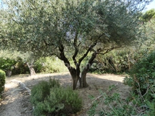 Dpt Gard (30), à vendre SAINT GENIES DE COMOLAS maison P6  160m²-terrain 1476m² 