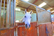 HARAS dans Yonne 