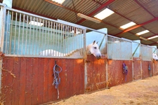 HARAS dans Yonne 