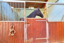 HARAS dans Yonne 