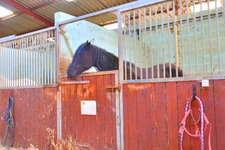 HARAS dans Yonne 