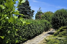  Maison CHAZEY SUR AIN (01)154 m² avec terrain clos-30 minutes de Lyon