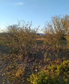 Terrain agricole / de loisirs 1 995 m² à SAINT HIPPOLYTE (66510)