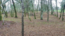Terrain à vendre de 1 255,00 m² BALADOU (46)