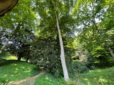 Dpt Yvelines (78), for sale SAINT GERMAIN EN LAYE house P8 of 172.25 m² with private garden