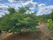 Fermette et dépendances sur 2 hectares 7 