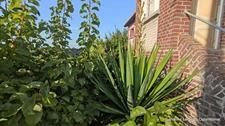 GRAND-COURONNE – MAISON DE CHARME EN BRIQUES ET SILEX – 3 CHAMBRES – JARDIN – GARAGE – BEAU POTENTIEL