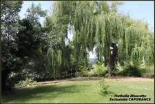 Salvagnac 81, magnifique propriété T9-T10 450 m² (dont 3 Gîtes loués), terrain de 1.6 hectares 