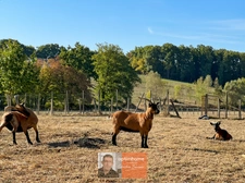 PROPRIÉTÉ D’ENVIRON 230 M² SUR PRÈS DE 2 HECTARES – DÉPENDANCES, PISCINE ET CALME ABSOLU