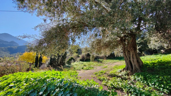 EXCLU VENTE : Terrain à batir, de 567,00 m² MONCALE (20)