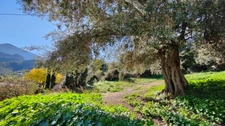 EXCLU VENTE : Terrain à batir, de 567,00 m² MONCALE (20) CU positif