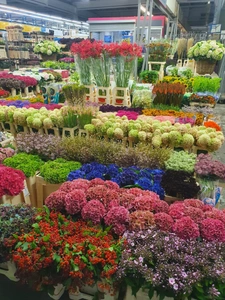 BASTIA : vente FDC GROSSISTE FLEURS ET PLANTES.
