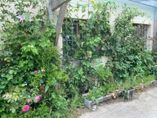 Maison Ancienne -  Multiples Projets (Saint Scolasse s/ Sarthe (61) (Cultures, gîtes, ..) 