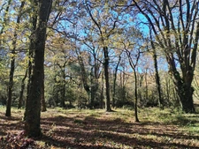 Parcelle boisée sur Amou