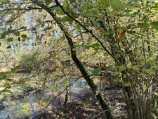 Parcelle boisée sur Amou