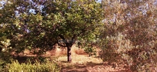 Charmante maison rénovée à Aups