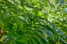 PROPRIETE verdoyante à AVEIZE 