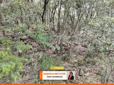 ?️ Terrain Naturel de 7 990 m² à Tavernes – Un Coin de Paradis en Provence Verte ?