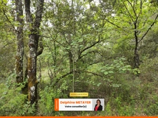 ?️ Terrain Naturel de 7 990 m² à Tavernes – Un Coin de Paradis en Provence Verte ?