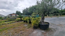 Fonds de commerce à vendre SAINT DENIS D'OLERON (17)
