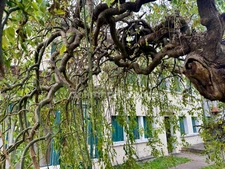 Bourg historique de Saint-Apollinaire – Charme & Potentiel, maison mitoyenne 120 m² habitables – 7 pièces – 4 chambres – Terrain arboré avec dépendances