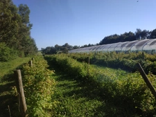 Terrain agricole BIO à vendre de plus de 11 hectares  LA VRAIE CROIX (56)