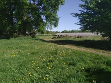 Terrain agricole BIO à vendre de plus de 11 hectares  LA VRAIE CROIX (56)