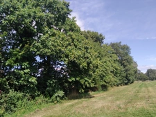Terrain agricole BIO à vendre de plus de 11 hectares  LA VRAIE CROIX (56)