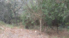 Terrains à vendre de 7 769,00 m² (2 parcelles) PEILLE (06)