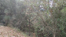 Terrains à vendre de 7 769,00 m² (2 parcelles) PEILLE (06)